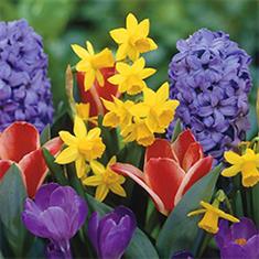 Springtime Florist Choice Peak Time