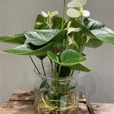 Anthurium white in vase 