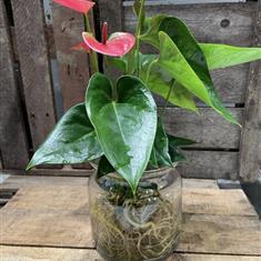 Anthurium pink in glass vase 