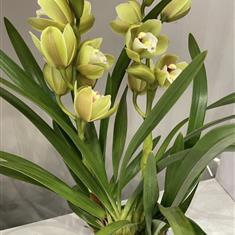 Cymbidium orchid 