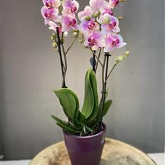 Pink phaleonopsis orchid in ceramic pot 