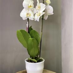 White phaleonopsis orchid in ceramic pot 