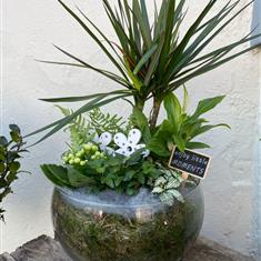 Mothers day white glass planted arrangement 