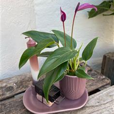 Anthurium candle and soap gift set 