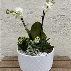 Mothers day white orchid arrangement 